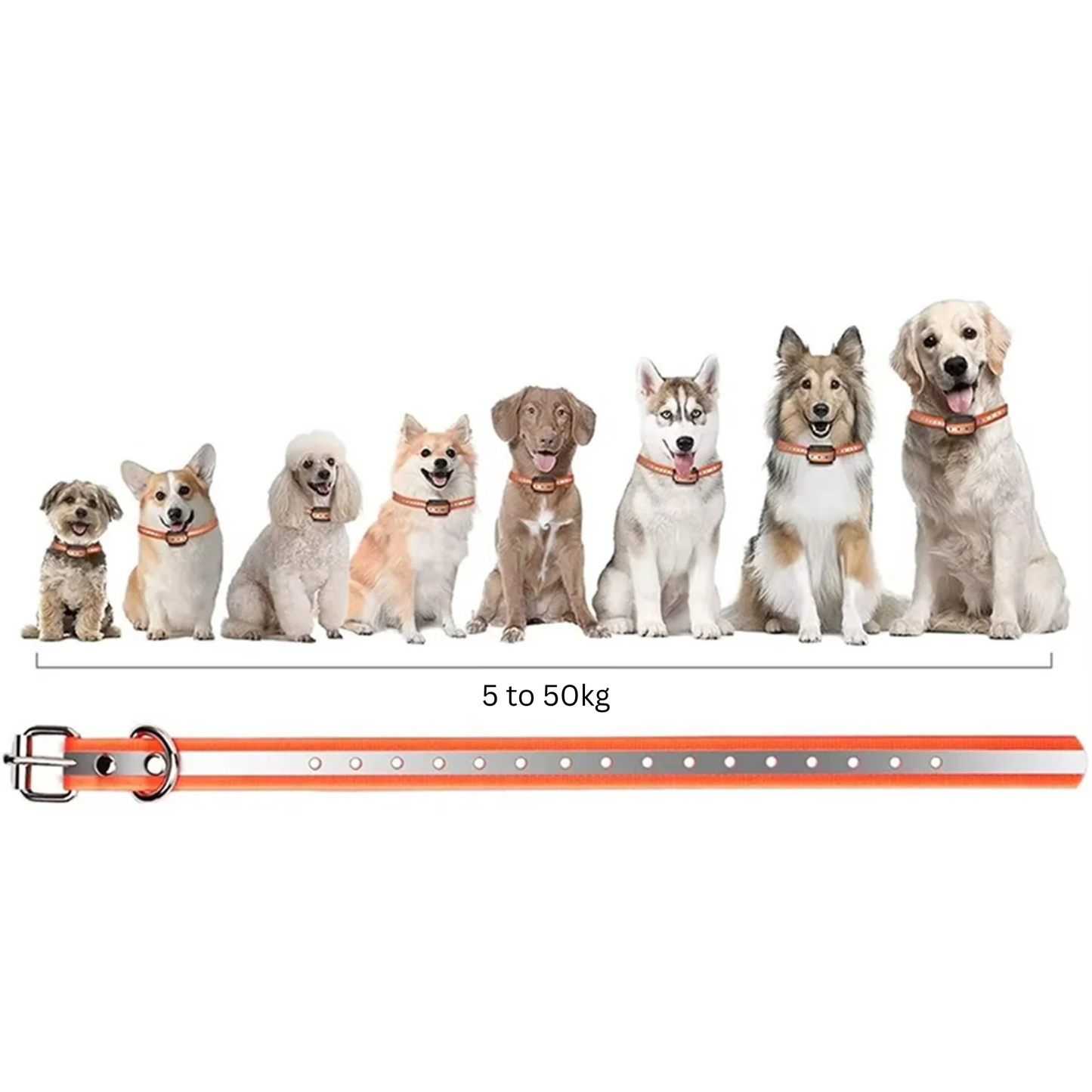 Dog Collar with Remote Control Up to 1,000 Meters — Finally, Relaxing Walks